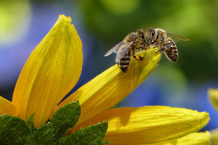 Petals Produce A ‚blue Halo‘ That Helps Bees Find Flowers