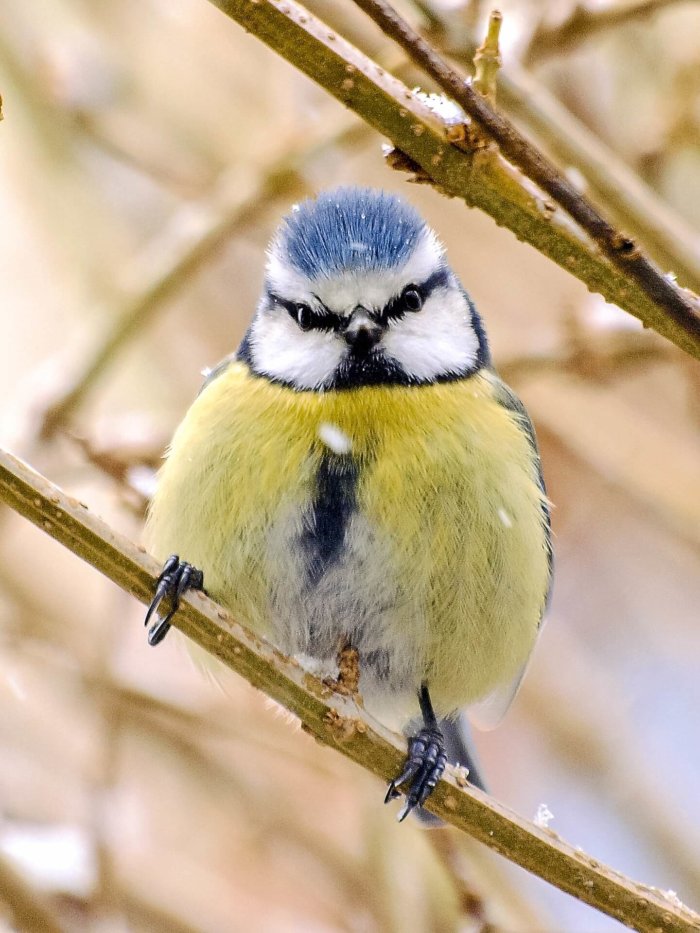 Birds Learn From Each Other’s ‘disgust’, Enabling Insects To Evolve Bright Colours