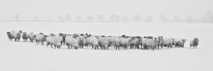 Sheep Are Able To Recognise Human Faces From Photographs