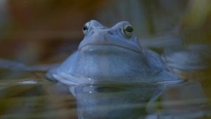 Planeta Cesko modrajici zabak low