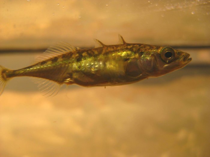 Shoals Of Sticklebacks Differ In Their Collective Personalities