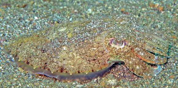 Lembeh81 5-12-11 - 43 cuttlefish 1 looking like sand  Credit: Lakshmi Sawitri via Wikimedia Commons