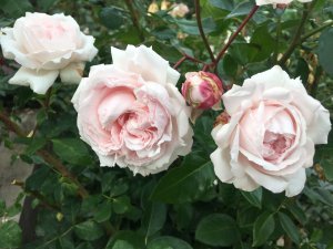 Rosa Hybr. Constanze Mozart, foto: pořadatel akce