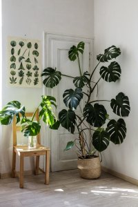 foto: Igor Zacharov pro pokojovky.co