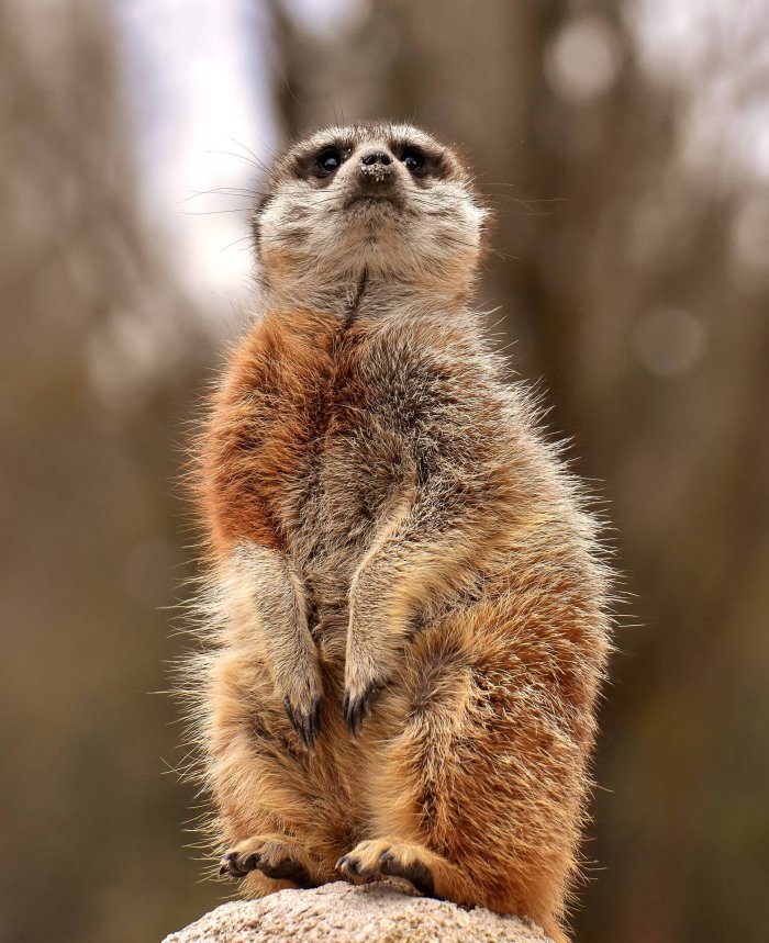 Breeder Meerkats Age Faster, But Their Subordinates Still Die Younger