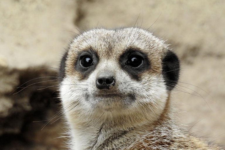 Breeder meerkats age faster, but their subordinates still die younger ...