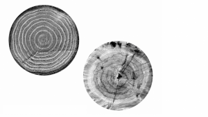 foto: pořadatel akce