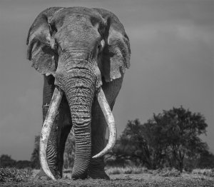 foto David Yarrow / Nikon