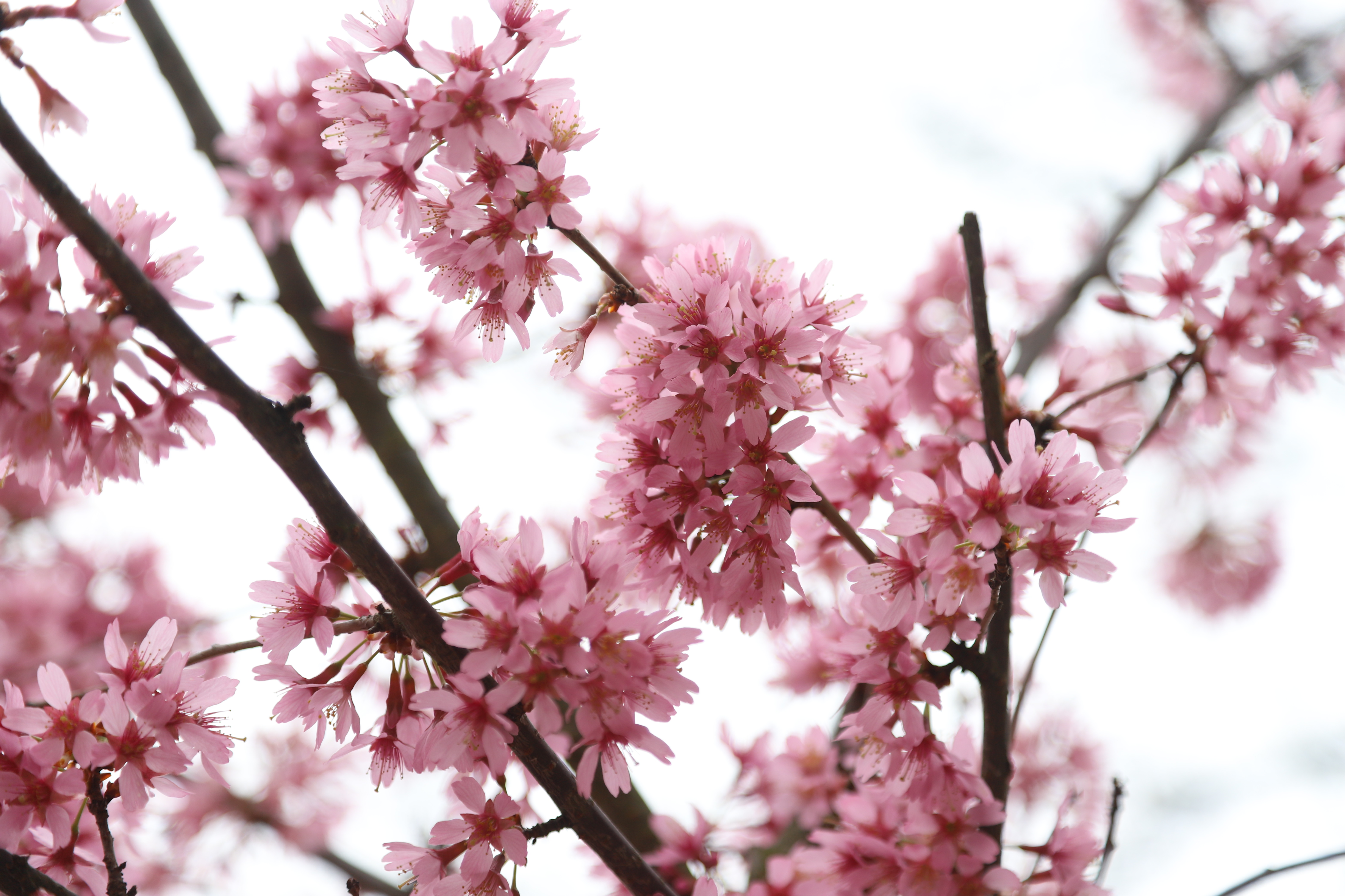 Kvetoucí třešeň Prunus Okame - foto Botanická zahrada hl.m. Prahy