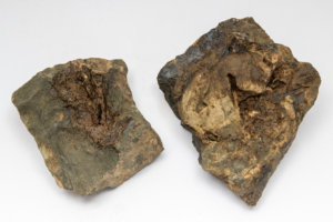 Fosílie - foto ZOO Praha