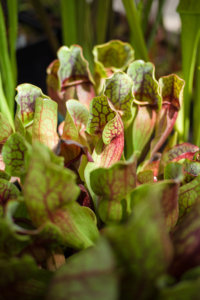 foto Jakub Štěpán, Darwiniana (Www.jakubstepan.com)