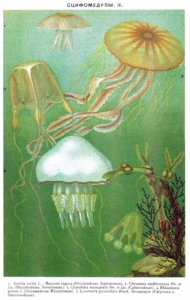 Ilustrace / painter from Brockhaus and Efron Encyclopedic Dictionary [Public domain], via Wikimedia Commons