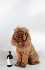 DUETTO psí šampon 240 ml,  cena 744,-