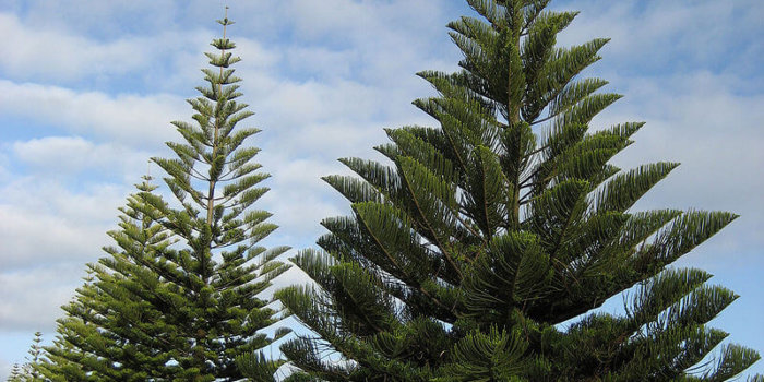 Araucaria Heterophylla (Ohope, New Zealand) Photo By Kahuroa