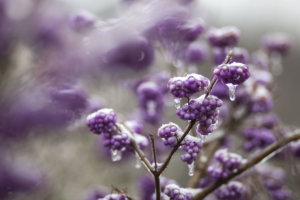 foto Botanická zahrada v Praze