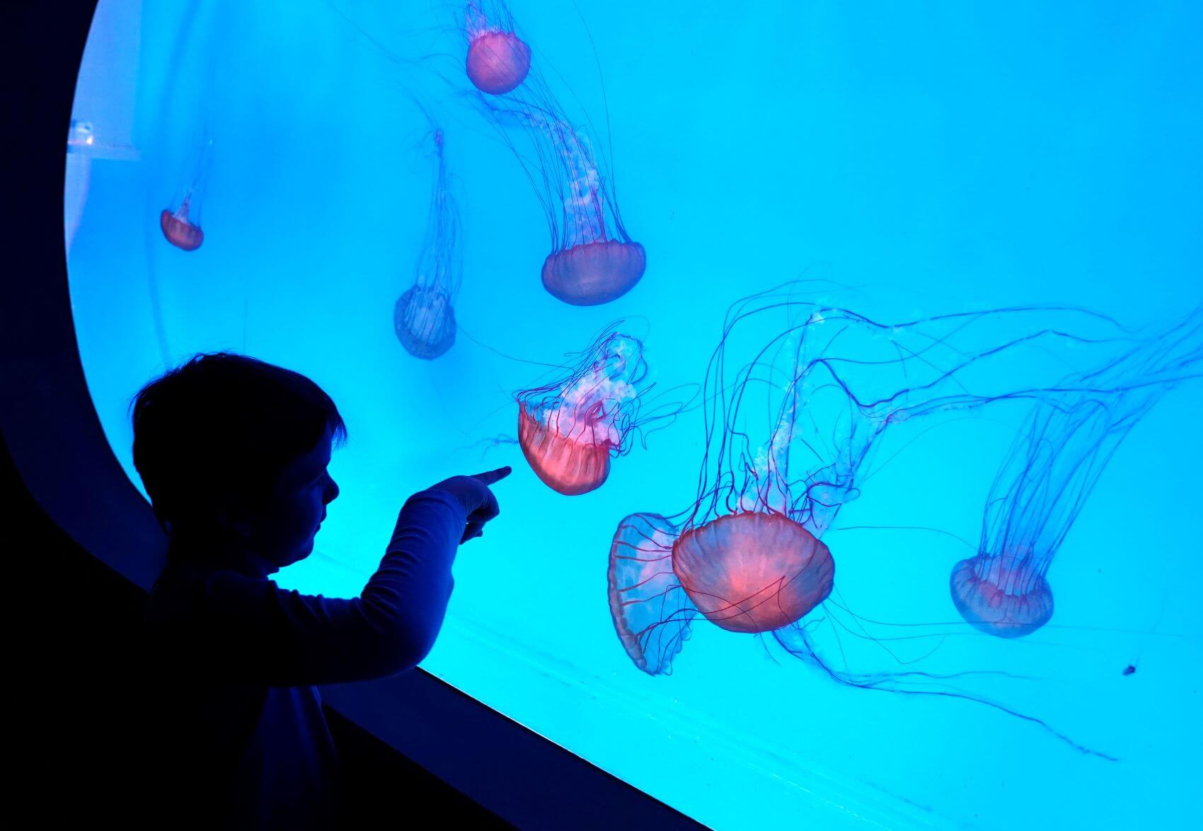 foto Svět medúz