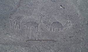 Provided by Yamagata University