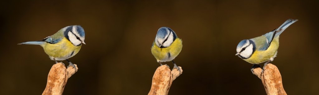 Watching TV Helps Birds Make Better Food Choices - Proti šedi