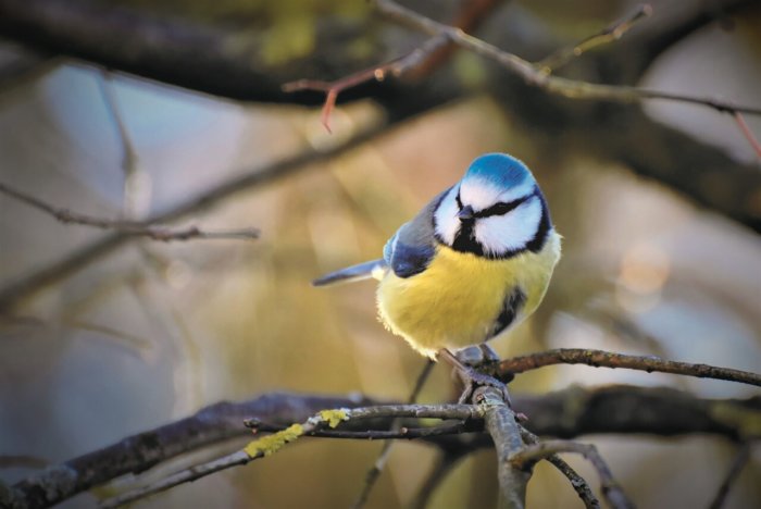 Watching TV Helps Birds Make Better Food Choices