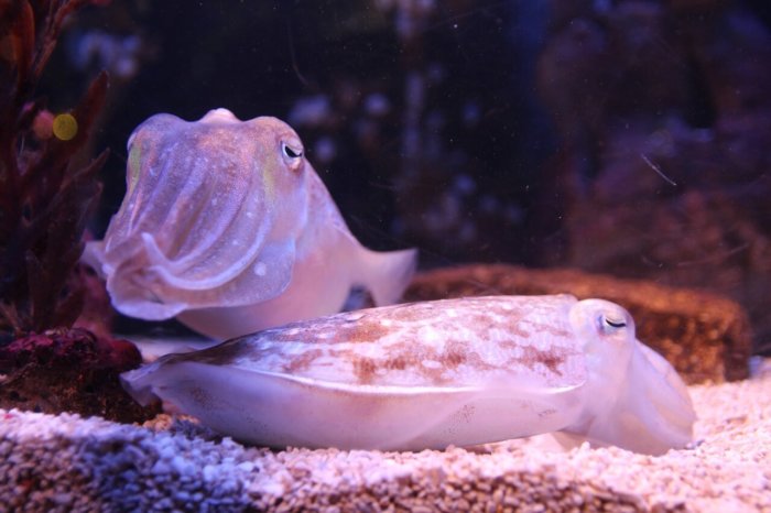 Cuttlefish Eat Less For Lunch When They Know There’ll Be Shrimp For Dinner