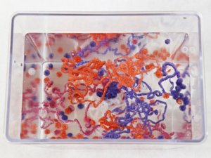 foto Jan Kolář, Ústav experimentální botaniky AV ČR