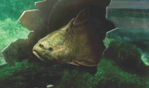 Radotina vyplouvající ze schránky hlavonožce_Jan Sovák