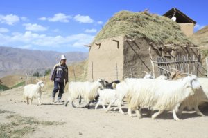 Herding Goats. Picture courtesy of June Cashmere