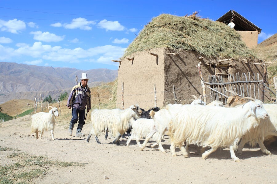 Herding Goats. Picture courtesy of June Cashmere