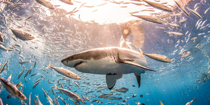Guadalupe Island_Shark Week_Discovery Channel