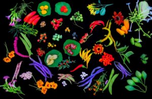 Plodiny_Sklizen_Plodiny Nového Světa