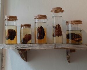 "Konzervované" špekáčky z instalace "Moudrost" uskupeni Wariot ideal na 4+4 dny v pohybu, foto PH