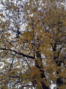 Foto: Eleonora "Teardrop" Tomášková (13 let).