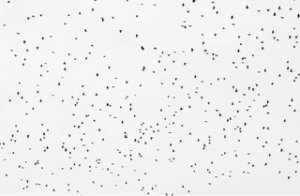 F51B382E 06CC 412A B3DC D30E144F35CD