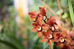 BZ HMP Orchideje Výstava 2021