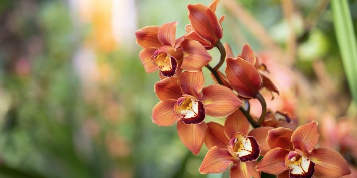 BZ HMP Orchideje Výstava 2021