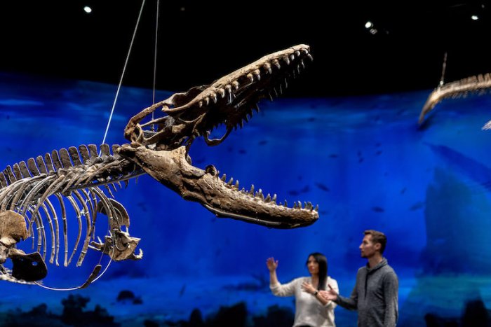 Nové Muzeum Dinosaurů Vás Vezme 200 Milionů Let Do Minulosti