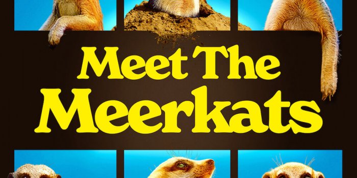 Meet The Meerkats. Key Art. S1.