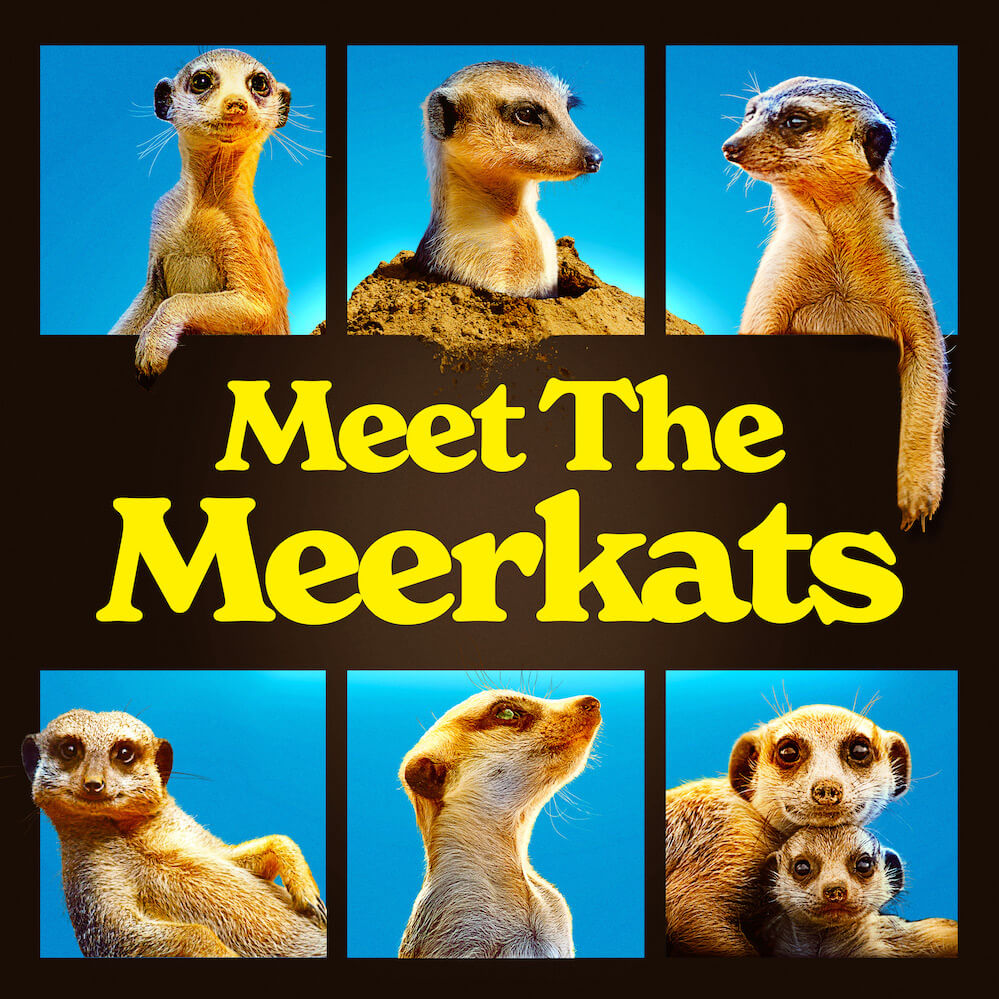 Meet The Meerkats. key art. S1.
