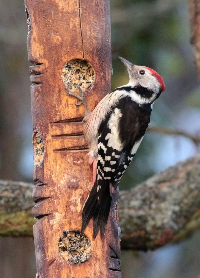 V Trojské Botanické Zahradě Se Dozvíte Jak Krmit Ptáky