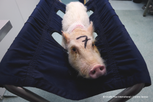 Prase Během Experimentu