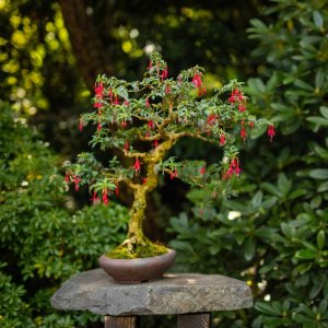 Ct Bonsaje 2021 2D6A2523