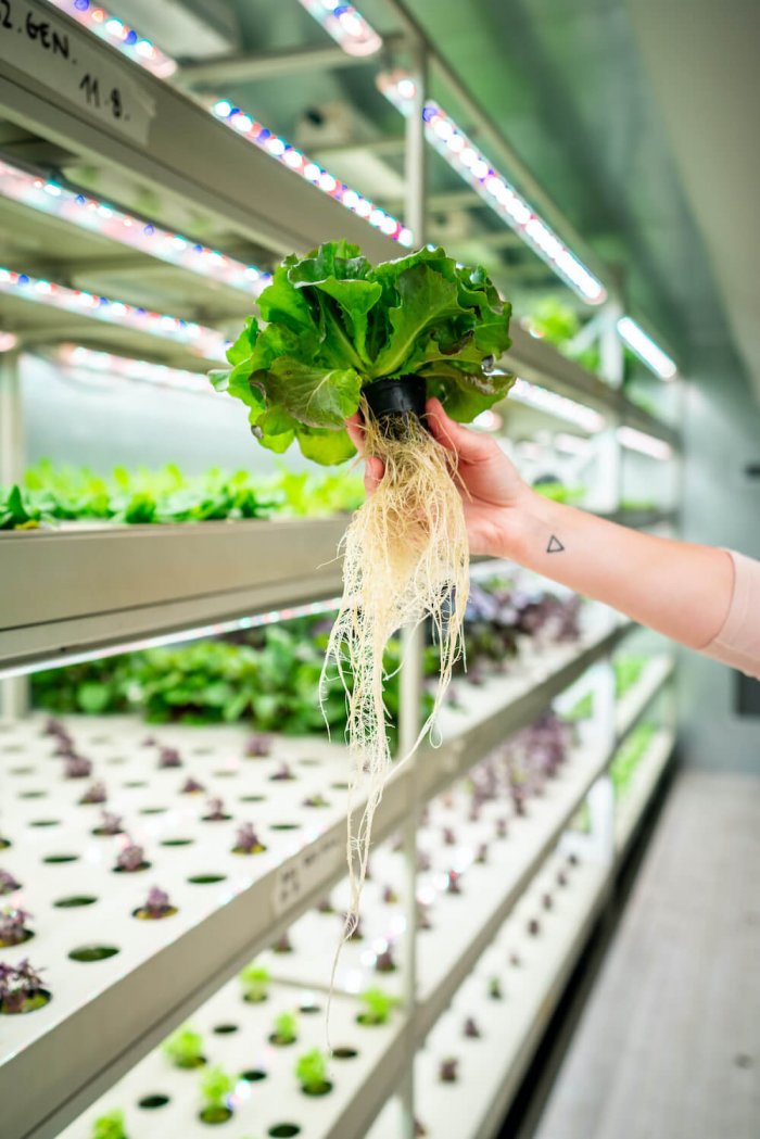 ​​Blíží Se Den, Kdy Si čerstvou Zeleninu Vypěstuje Každý Supermarket