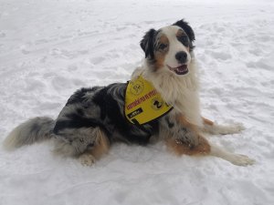 Copy Of Australský Ovčák