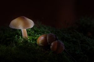 Foto Andreas Hoja / Pixabay.com