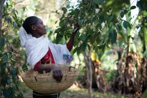 Woman Picking Cherries 1