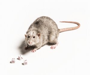 Foto Tomáš Brabec