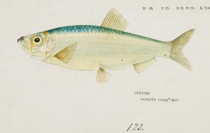 kresba Hand drawn South Pacific fishes by Frank Edward Clarke (1899).