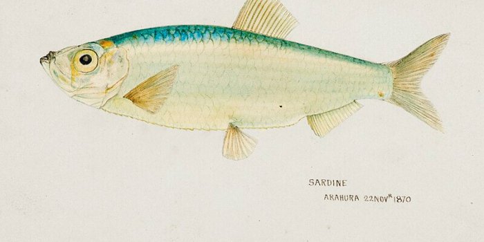 Kresba Hand Drawn South Pacific Fishes By Frank Edward Clarke (1899).