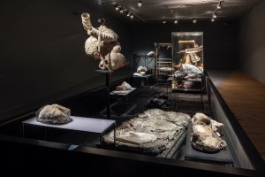 ELEVACE / Foto MUO, Zdeněk Sodoma