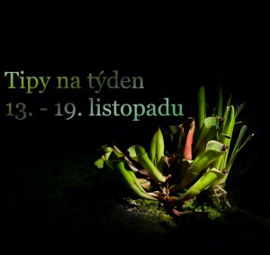 Komentované prohlídky skleníkem Fata Morgana po setmění / Foto (c) Botanická zahrada Praha